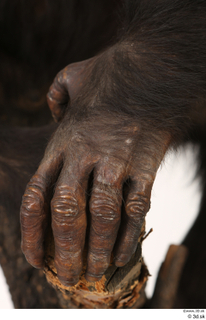  Chimpanzee Bonobo hand 0001.jpg